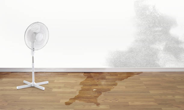 Best Mold removal after water damage  in Tioga, TX